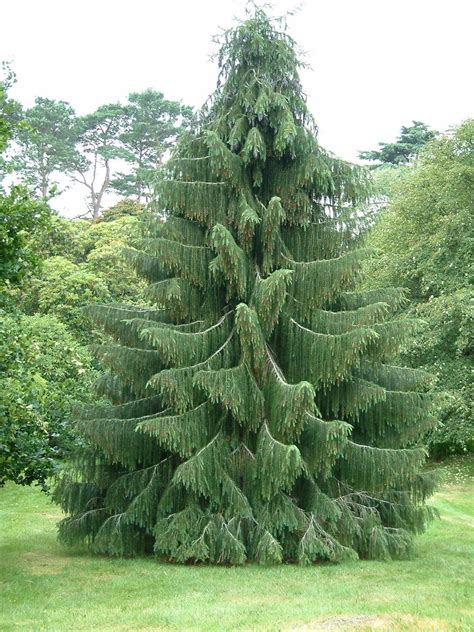 Evergreen Trees Pine at James Lutz blog
