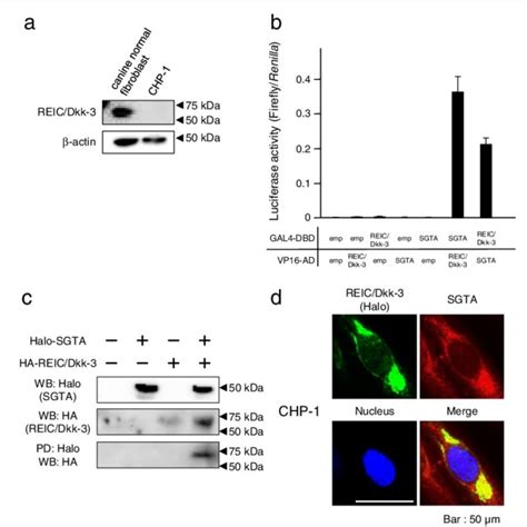 Interaction Between Canine Sgta And Reic Dkk Regulates Ar Signalling