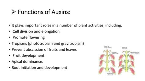 Auxins