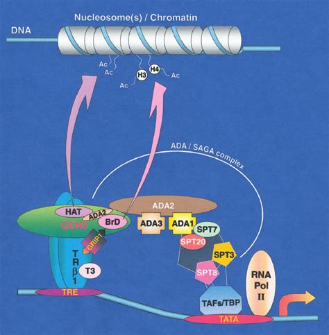 Gene Activation By Htr ␤ 1 Can Be Regulated By Yeast And Human Gcn5 And