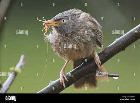 Bird Eating Insect