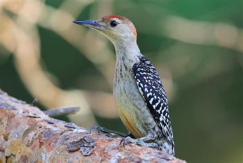 Red Bellied Woodpecker Juvenile At Lake Meyer Park Ia A Flickr