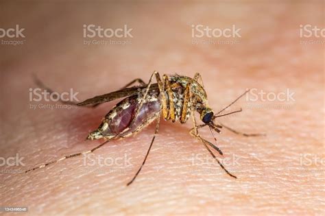 Picadura De Mosquito Infectado Con Malaria Leishmaniasis Encefalitis Fiebre Amarilla Dengue