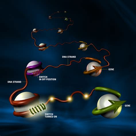 scientists discover structure  gateways  gene control eberly