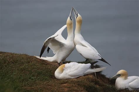 Gannet Pair Bonding In The Large Gannet Colo Flickr