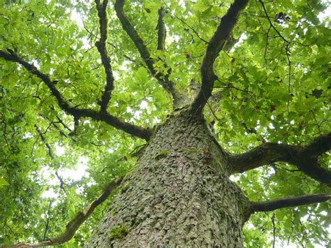 Free Images Branch Wood Sunlight Leaf Flower Trunk Bark Log