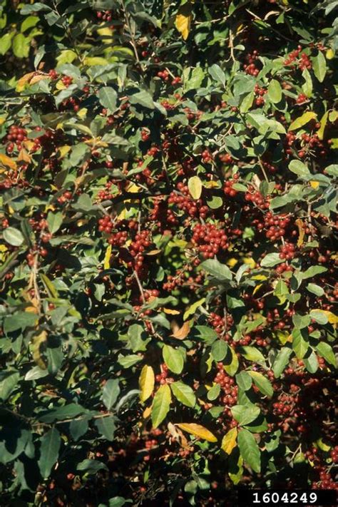 2021 Top 25 Invasive Plants Expanding In Missouri Missouri Invasive Plant Council