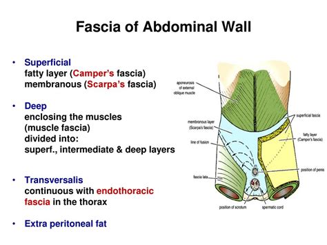 Scarpas Fascia