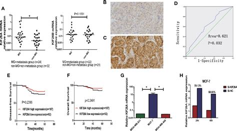 Frontiers E F Induces Kif A Transcription And Promotes Cell Cycle