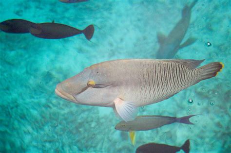 Ikan Napoleon Besar Berenang Di Pemandangan Laut Dari Dermaga Foto Stok