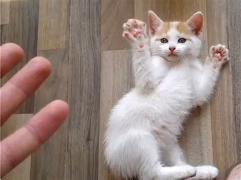 Handsup Kitten