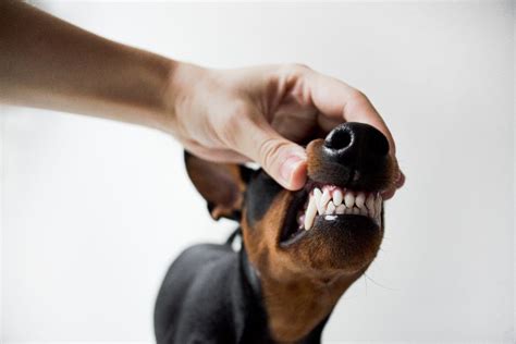 Como Saber A Idade Do Pinscher