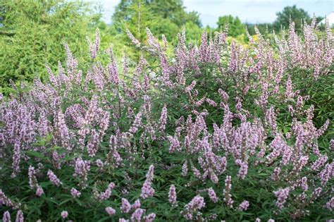 M Nchspfeffer Keuschbaum Pink Pinnacle Vitex Agnus Castus Pink