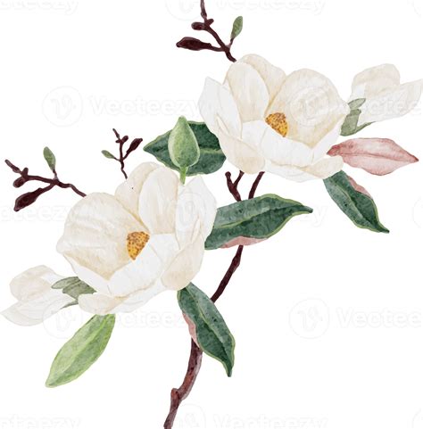 Watercolor White Magnolia Flower And Leaf Bouquet Clipart 18249966 Png