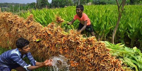 Beginners Guide to Turmeric Cultivation and its Benefits