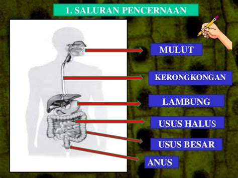 Ppt Sistem Pencernaan Kelas 8