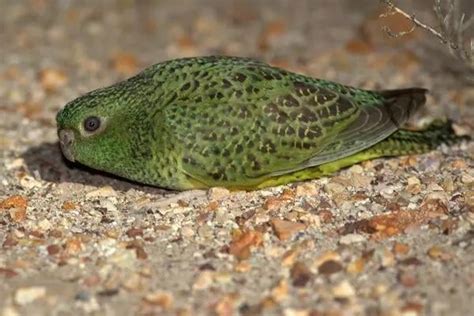 Australian Night Parrot - one of the most elusive and mysterious birds ...