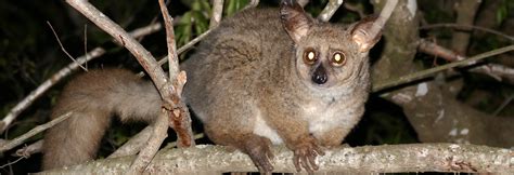 greater bush baby