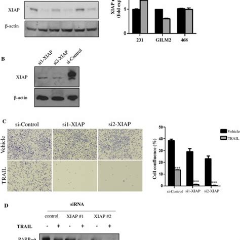 Metformin Sensitizes Transformed Breast Epithelial Cells To TRAIL