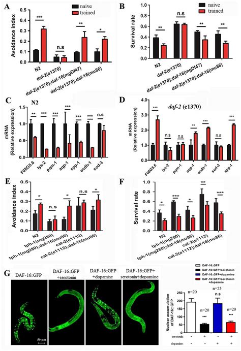 Insulin Like Pathway Daf 2daf 16 Functions As The Downstream Pathway