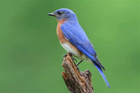 Birds In Michigan: 15 Stunning Birds You’ll See In The Great Lake State