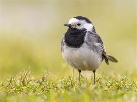 Pied Wagtail Bird Facts Motacilla Alba