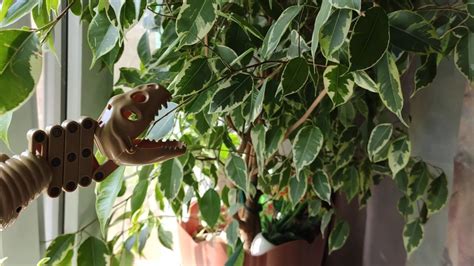 Хваталка игрушка Динозавр 1Toy ест фикус - YouTube