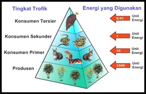 Piramida Makanan Pada Ekosistem Hot Sex Picture