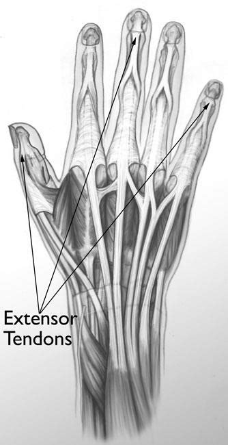 Finger Tendon Anatomy