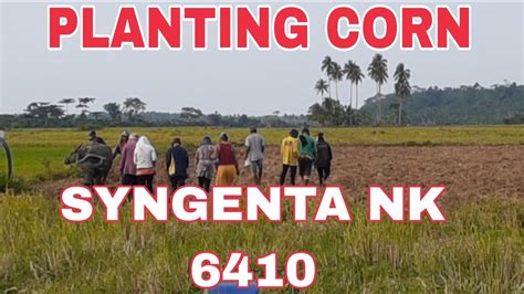 PAGTATANIM NG MAIS SYNGENTA NK 6410 YouTube