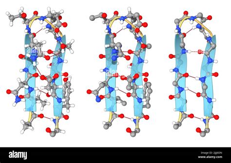 Beta Pleated Sheet And Alpha Helix