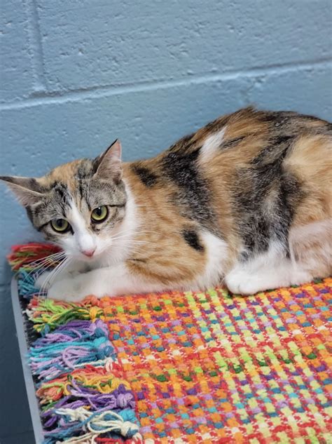 Cats for Adoption in Gaston, South Carolina | Alpha Paw