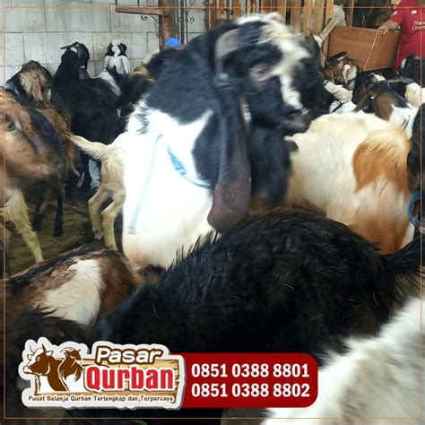 Wa 0851 0388 8801 Kambing Kurban Sidoarjo 2023 On Carousell