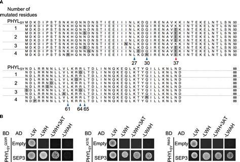 Frontiers Random Mutagenesis Based Screening Of The Interface Of