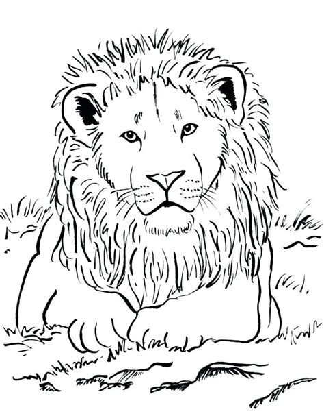 Realistic Lion Coloring Pages at GetColorings.com | Free printable ...