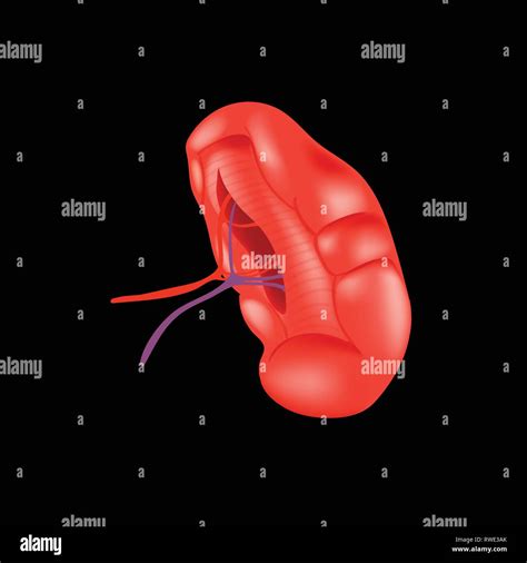 Anatomia Della Milza Immagini E Fotos Stock Alamy