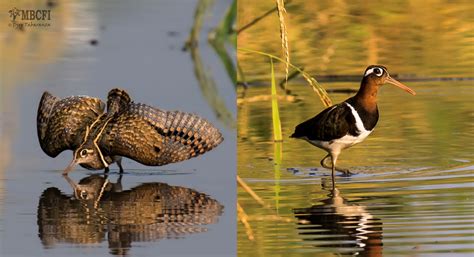 Birdwatching 101: Bird Plumage – Wild Bird Club of the Philippines