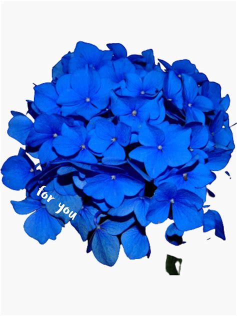 Blue Hydrangeas Sticker For Sale By Almaram Redbubble