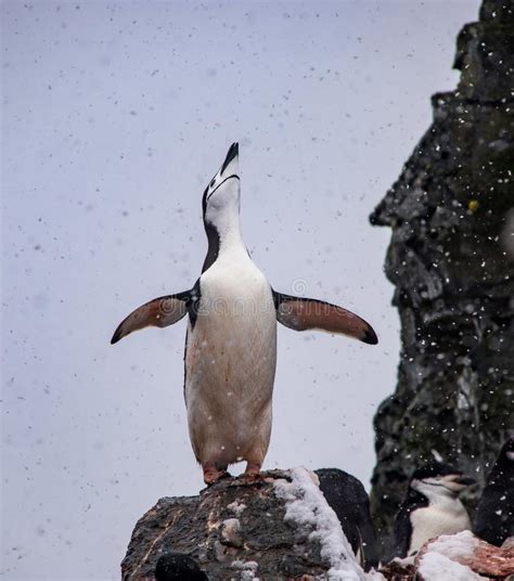 Embrace the Pygoscelis! : r/penguin