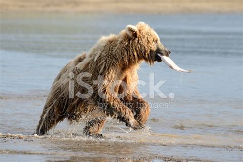 Grizzly Bear Fishing Stock Photo | Royalty-Free | FreeImages