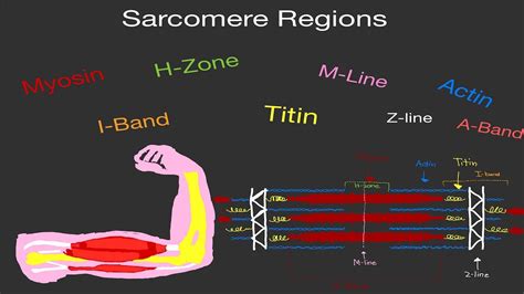 Physiology Sarcomere Actin Myosin Z Line H Zone A Band I Band