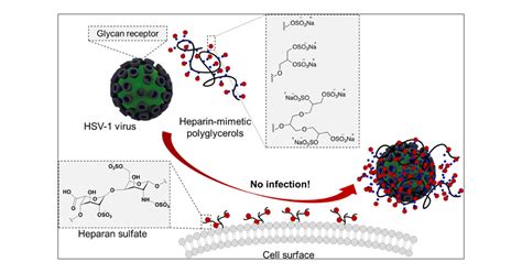 Inhibition Of Herpes Simplex Virus Type 1 Attachment And Infection By Sulfated Polyglycerols