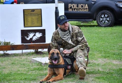 Cómo se entrenan los perros superagentes de la Policía que previenen