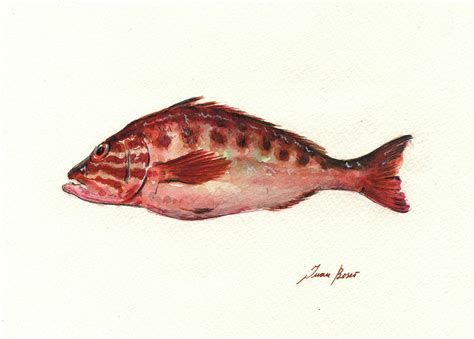 Comber fish Painting by Juan Bosco - Fine Art America