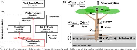 Figure From Diversity In Plant Hydraulic Traits Explains Seasonal And