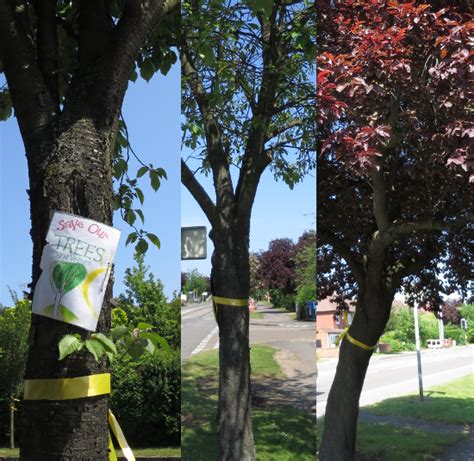 Yellow Ribbon Tree Appreciation | Milton Road Residents Association