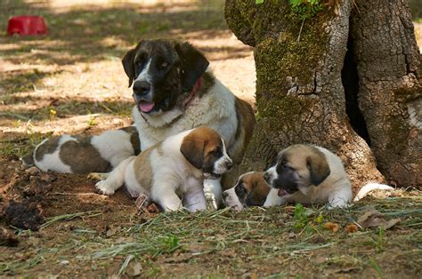 Rafeiro do Alentejo - Temperament, Lifespan, Shedding, Puppy