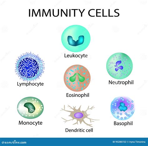 Cellules D immunité Positionnement Leucocyte Lymphocyte éosinophile