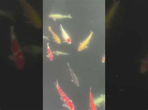 Ikan Koi Di Kolam Taman Nan Lian Garden Hong Kong Koi Nanliangarden