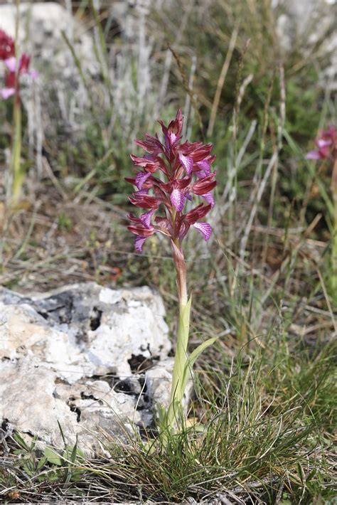 Anacamptis Papilionacea Pink Butterfly Orchid Anacamptis Flickr